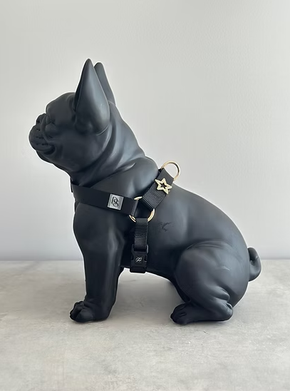 Dog Harness w/ Webbing