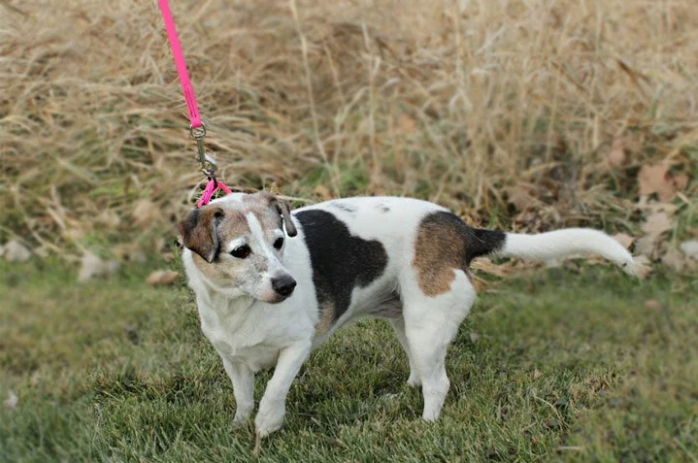 BioThane 6' Snap Leash- 3/8"