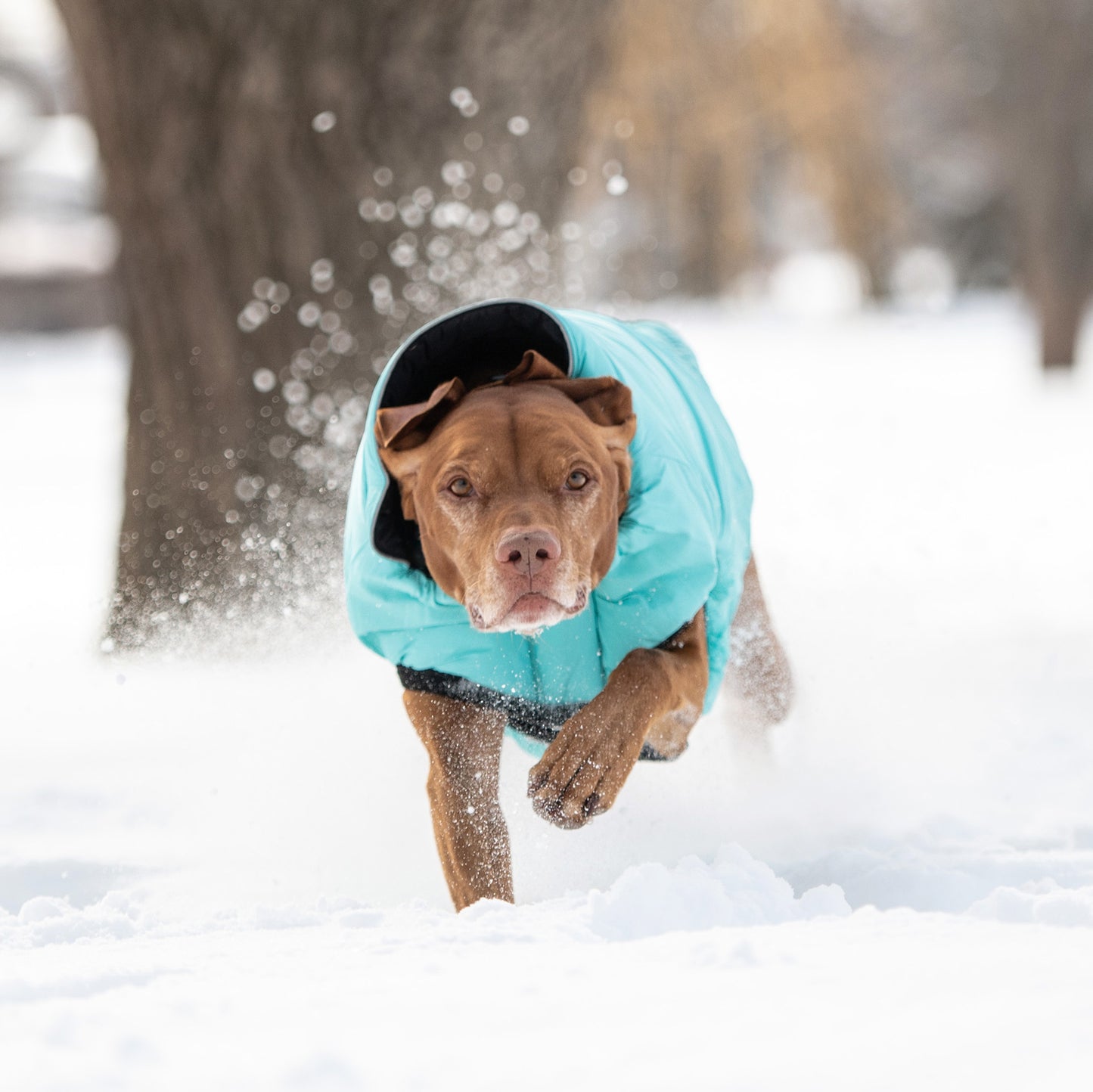 Reversible Chalet Dog Jacket image 4
