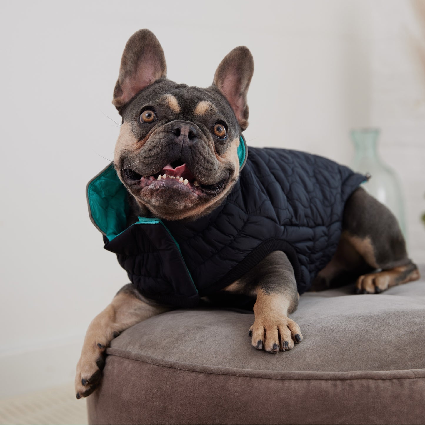 Reversible Chalet Dog Jacket image 3