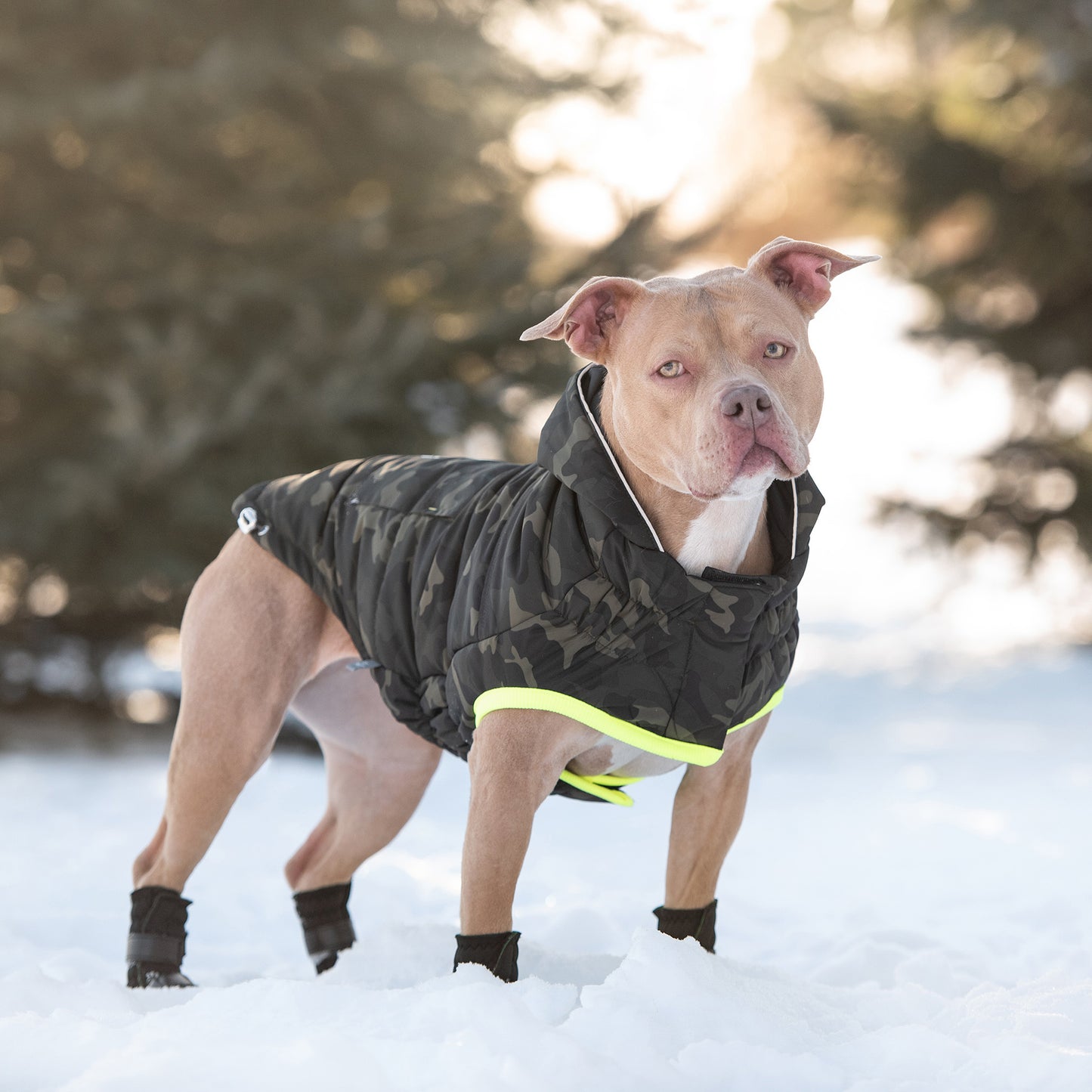 Recycled Parka Dog Coat image 7