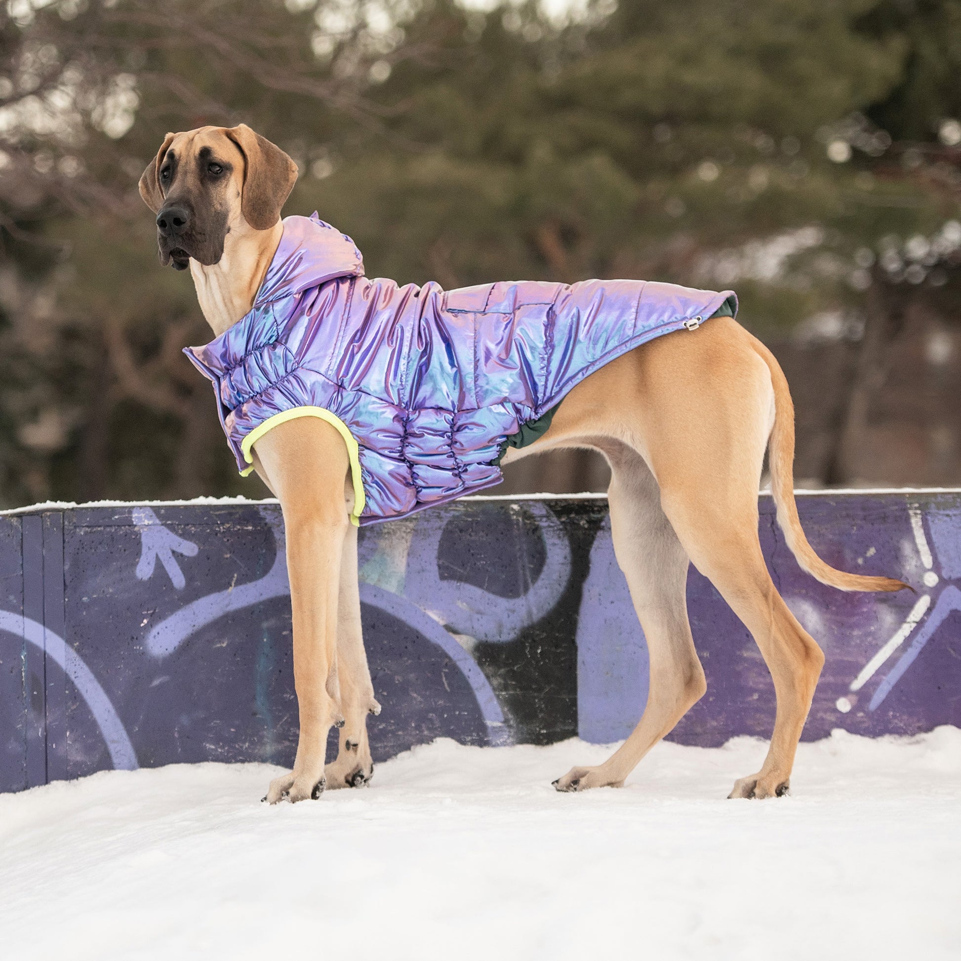 Recycled Parka Dog Coat image 4