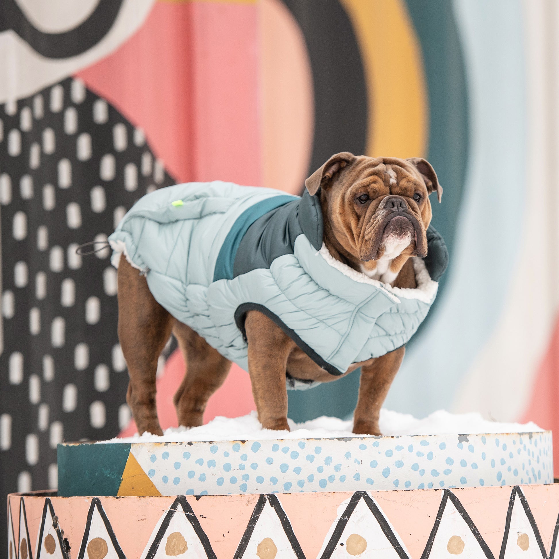 Retro Puffer Dog Coat image 3
