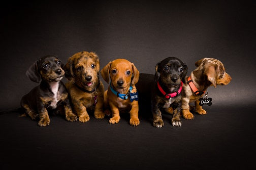 dachshund-puppies-high-definition-studio-portraits-2025-02-09-21-10-47-utc.jpg__PID:d93f32b7-57a2-4fd9-91f9-1b761c4f3329
